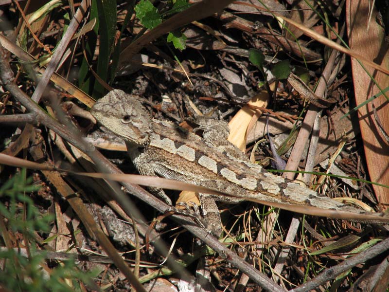 Dragon Lizard